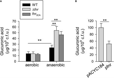 FNR-Dependent RmpA and RmpA2 Regulation of Capsule Polysaccharide Biosynthesis in Klebsiella pneumoniae